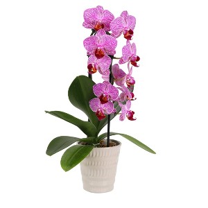 Live 3" Waterfall Orchid Potted Plant (Colors May Vary) - Good Little Garden™ - 1 of 4
