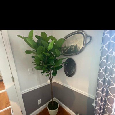 15 Variegated Ficus Artificial Plant - Threshold™ Designed With Studio  Mcgee : Target