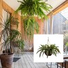 Nature Spring Artificial Boston Fern With Hanging Wicker Basket - 4 of 4