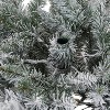 Artificial Christmas Tree, Pre-Lit Pencil Christmas Tree, Dual LED Light, Xmas Tree Holiday Decoration for Home Party - 4 of 4