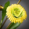 Sullivans Artificial Yellow Primrose Spray 4.5"L - 2 of 2