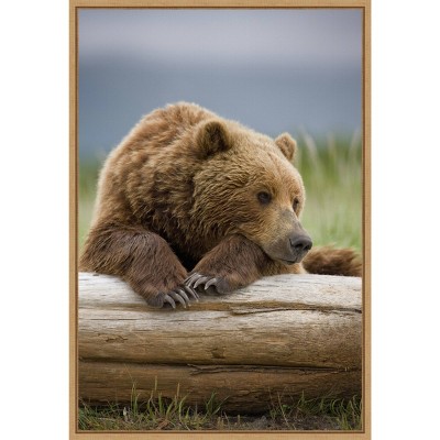 16" x 23" Bear Resting on a Beached Log by Paul Souders Danita Delimont Framed Canvas Wall Art Brown - Amanti Art