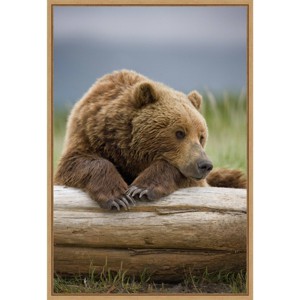 16" x 23" Bear Resting on a Beached Log by Paul Souders Danita Delimont Framed Canvas Wall Art Brown - Amanti Art: Animal Lithograph - 1 of 4