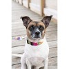 Country Brook Petz Deluxe Dog Collar - Groovy Collection - 3 of 4
