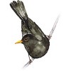 Junior's Design By Humans Blackbird watercolor By Bwiselizzy T-Shirt - 2 of 3