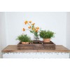 TX USA Corporation Flat Wood Decorative Storage Caddy - 2 of 2