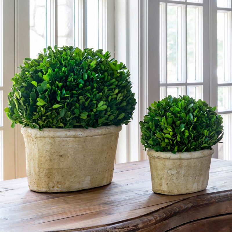 Park Hill Collection Potted Oval Preserved Boxwood Small, 4 of 5