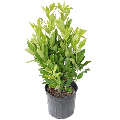 Anise Tree 2.25gal U.S.D.A. Hardiness Zones 7-10 - 1pc - National Plant Network