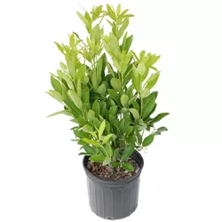 Anise Tree 2.25gal U.S.D.A. Hardiness Zones 7-10 - 1pc - National Plant Network