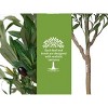 Orieon 5FT Faux Olive Tree with 22 Lifelike Fruits, Silk Leaves, Bendable Stems, Pre-Assembled Planter, Indoor Decor - 3 of 4
