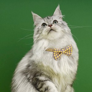 ZEZE Plaid Pet Bow Tie - 1 of 4