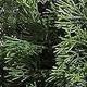 pine ball
