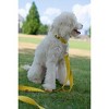 Country Brook Petz Deluxe Nylon Dog Collar and Leash - 4 of 4