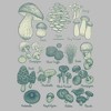 Men's Lost Gods Mushroom Chart T-Shirt - image 2 of 3