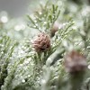 Artificial Frosted Cedar Stem Multicolor 15"H - 2 of 3