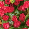 Collections Etc Rosebud Hanging Bush Set Of 2 - 3 of 3