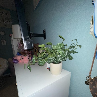 Guest review image 1 of 1, zoom in