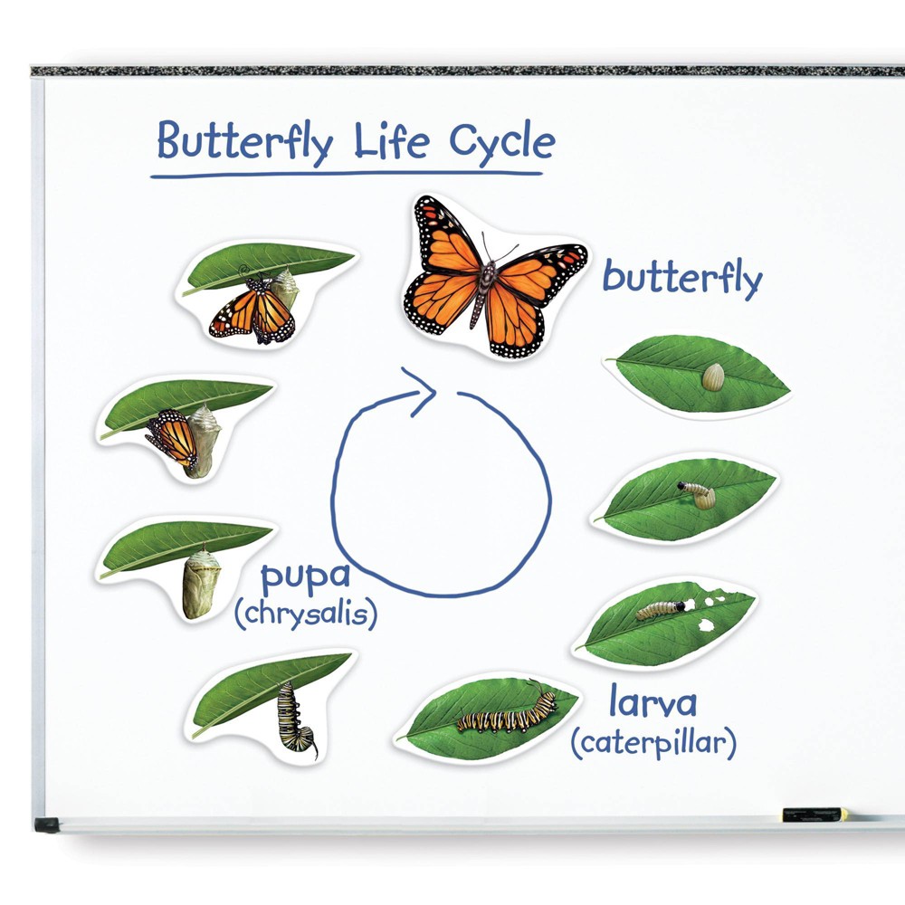 UPC 765023060430 product image for Learning Resources Giant Magnetic Butterfly Life Cycle | upcitemdb.com