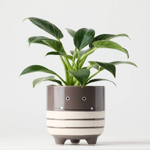 Halloween Ziggy Black Live Houseplant - Good Little Garden™ - 1 of 4