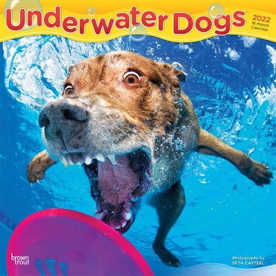 2022 Square Calendar Underwater Dogs - BrownTrout Publishers Inc