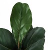 GlasFlength Artificial Plants Artificial Rubber Tree Artificial Fiddle Tree Faux Plants for Indoor Home Decoration, Green, 25"*17"*49" - 4 of 4