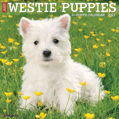 2022 Wall Calendar Just Westie Puppies - Willow Creek Press