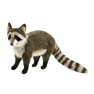 hansa raccoon