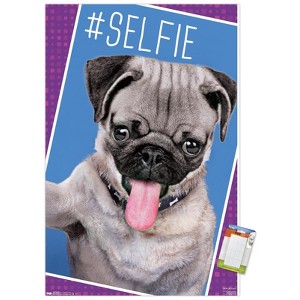 Trends International Keith Kimberlin - Kittens - Pug - Selfie Unframed Wall Poster Prints - 1 of 4
