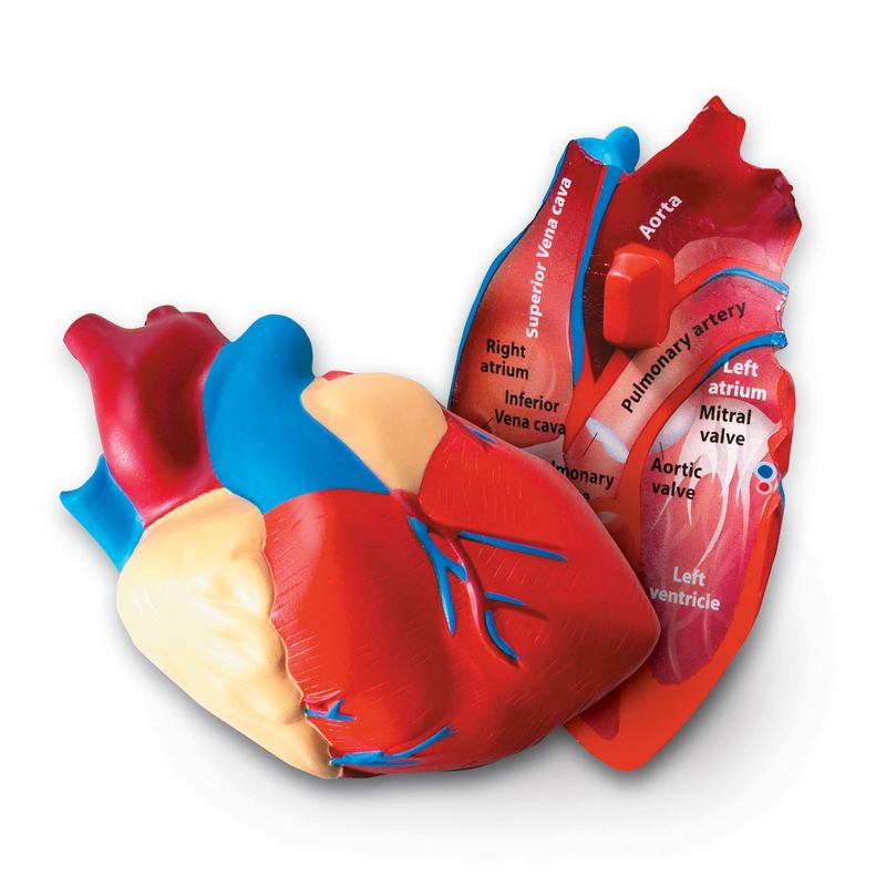 Learning Resources Cross-Section Human Heart Model - 2-Pieces, Grades 2+ | Ages 7+  Anatomy for Kids, Science Exploration Kits, 1 of 5