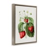 Stupell Industries Vintage Strawberries Study, 21" x 17" - 3 of 4