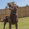 Country Brook Petz Deluxe Dog Collar - Camouflage Collection - Made in The U.S.A. - 2 of 4