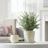 Flowering Thyme Potted - Threshold™ designed with Studio McGee - image 2 of 4