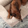 TOWN & COUNTRY EVERYDAY CuddleTown Comfy Solid Bolster Sofa Pet Bed - 4 of 4
