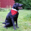 Pavilion Gift Company - Humans Getting Married - 12" x 8" Canvas Slip on Pet Bandana - Pet Toy - 2 of 4