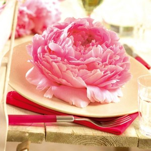 Van Zyverden Peonies Sarah Bernhardt Economy Sized Root - 1 of 4