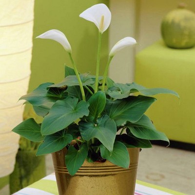 Calla Kit with Artisan Decorative Planter - Van Zyverden