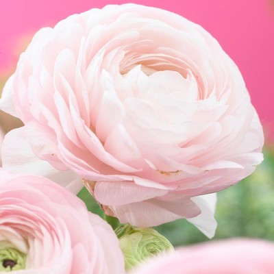 Butter Cups Ranunculus Set of 25 Bulbs - Pink - Van Zyverden