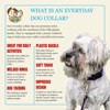 Country Brook Petz Everyday Nylon Dog Collar - 4 of 4