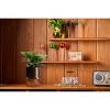LiveTrends Untapped Live Houseplant - 3 of 3