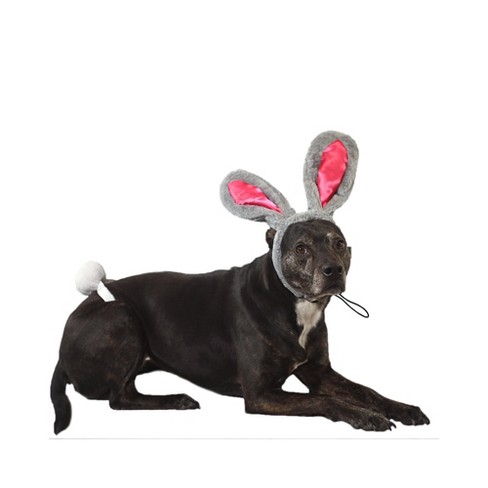 Dog in easter bunny cheap costume