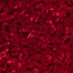 red/ivory