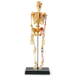 Learning Resources Anatomy Model Set of 4 Models 