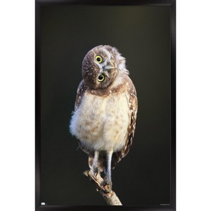 Trends International Curious Burrowing Owlet Framed Wall Poster Prints - 1 of 4