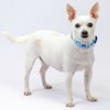 Country Brook Petz Deluxe Dog Collar - Summer Breeze Collection - Made in The U.S.A. - 3 of 4