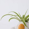 Live Houseplant with Florets Pot Orange - Good Little Garden™ - 3 of 4
