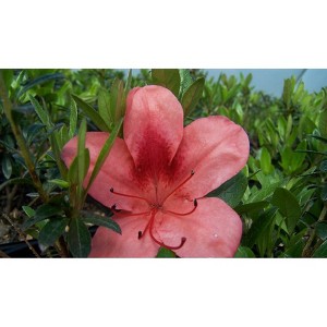 2.25gal Macrantha Orange Azalea Plant with Pink/Orange Blooms - National Plant Network: Perennial Shrub for Partial Shade - 1 of 4