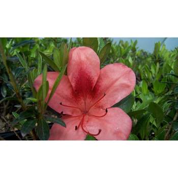 2.25gal Macrantha Orange Azalea Plant with Pink/Orange Blooms - National Plant Network