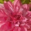 Dalia Hydrangea and Rose Garland - image 3 of 4