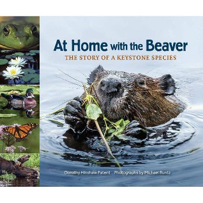 At Home with the Beaver - (Story of a Keystone Species) by  Dorothy Hinshaw Patent (Hardcover)