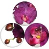 Floral Home 33.5" Purple Phalaenopsis Stem with 9 Flowers - 12-Piece - 2 of 3